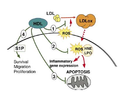Ruolo aterogenico delle LDL ossidate