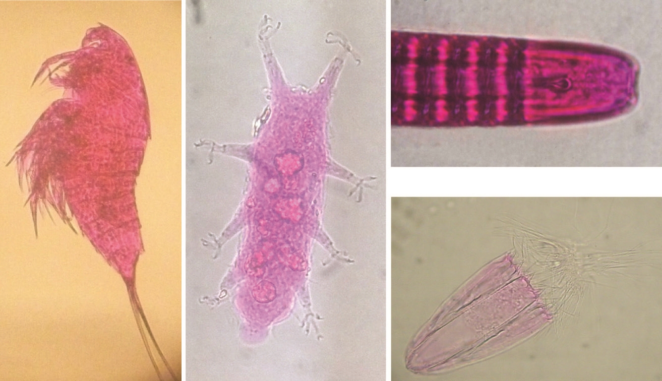 Analisi della diversità genetica dei nematodi