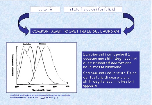 comportamento spettrale del Laurdan