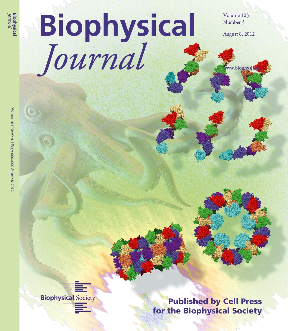Copertina del Biophysical Journal dell'8 agosto 2012, che schematizza le proprietà strutturali e di aggregazione della emocianina di Octopus Vulgaris in soluizone, come ottenuti dall'analisi mediante QUAFIT di curve SAXS e SANS. 