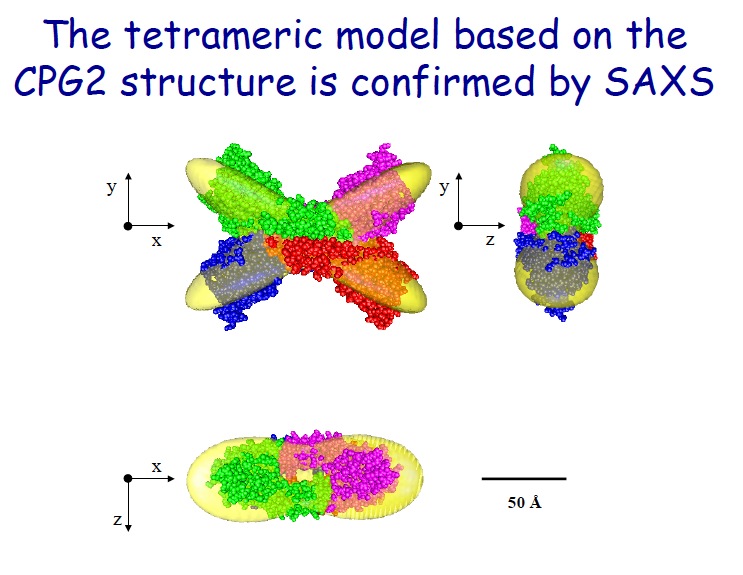 Analisi SAXS di proteine in soluzione: la struttura tetramerica della Carbossi Peptidase di Sulfolobus solfataricus in soluzione è confermata dal confronto con la forma ricostruita a partire da curve SAXS mediante MPOLE.