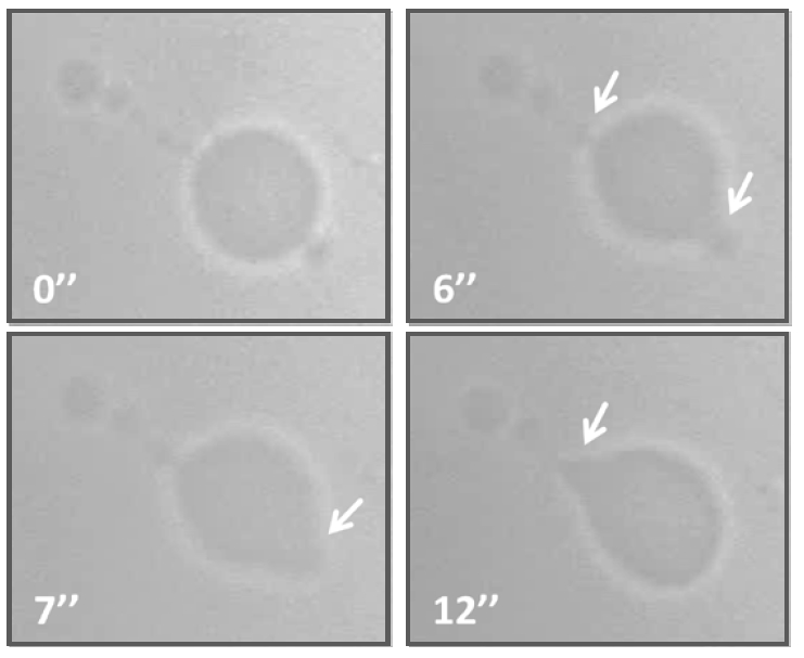 GUVs di POPC (palmitoil-oleil-fosfatidilcolina). Le immagini al microscopio ottico mostrano come le GUVs inglobino gradualmente le protrusioni generate da fenomeni di budding e pearling.
