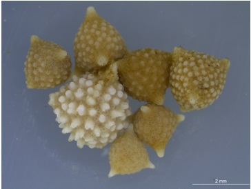 Calcarinidae spp Calcarinidae spp