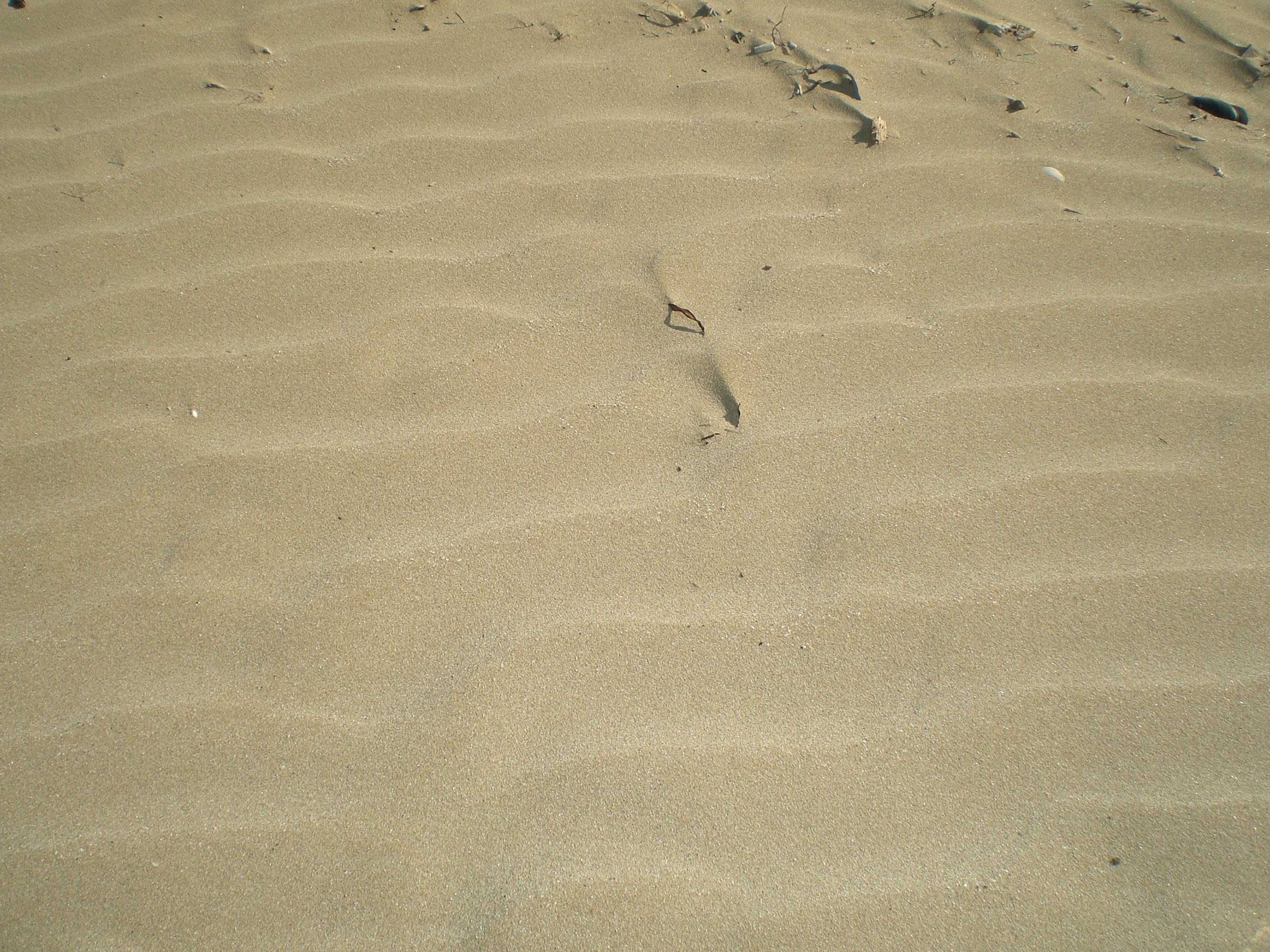ripple da onda in sedimenti sabbiosi ripple da onda in sedimenti sabbiosi