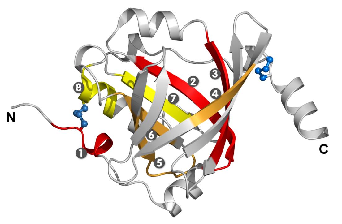 Caratterizzazione strutturale/funzionale e potenziali applicazioni delle lipocaline, proteine leganti piccole molecole idrofobiche