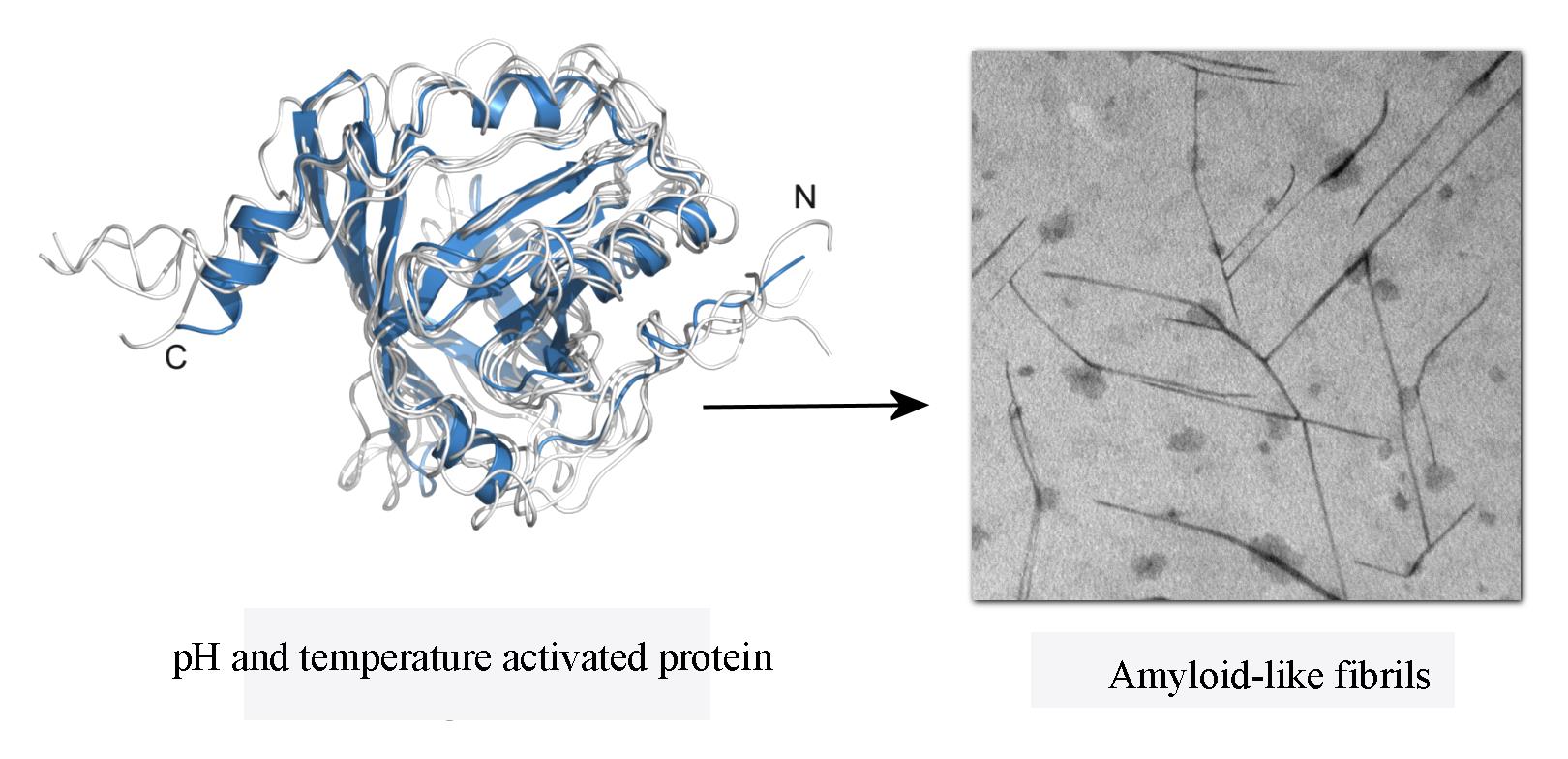 Studi di stabilità, di aggregazione e fibrillazione di proteine amiloidogeniche
