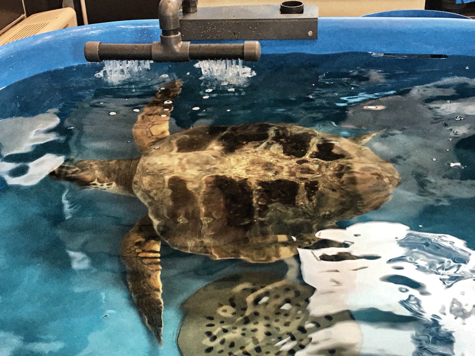 Stazione Zoologica Anton Dohrn (Naples) and Marine Turtle Research Center ( Portici, Naples) 15/16 marzo 2018 | DISVA